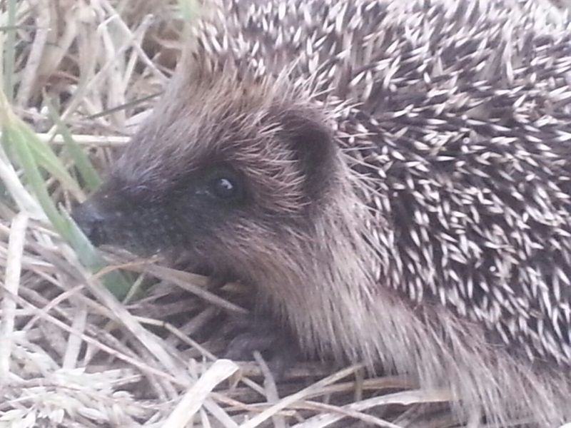 I found this teeny baby hedgehog at my grandparents' farm in the barn. Isn't he adorable?! - Ella Hume